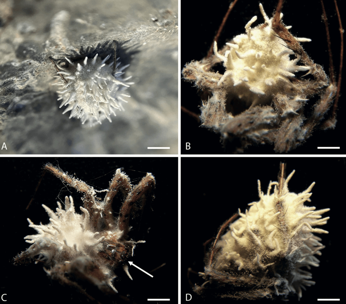Specimens of the newly identified fungus Gibellula attenboroughii growing on an orb-weaving spider