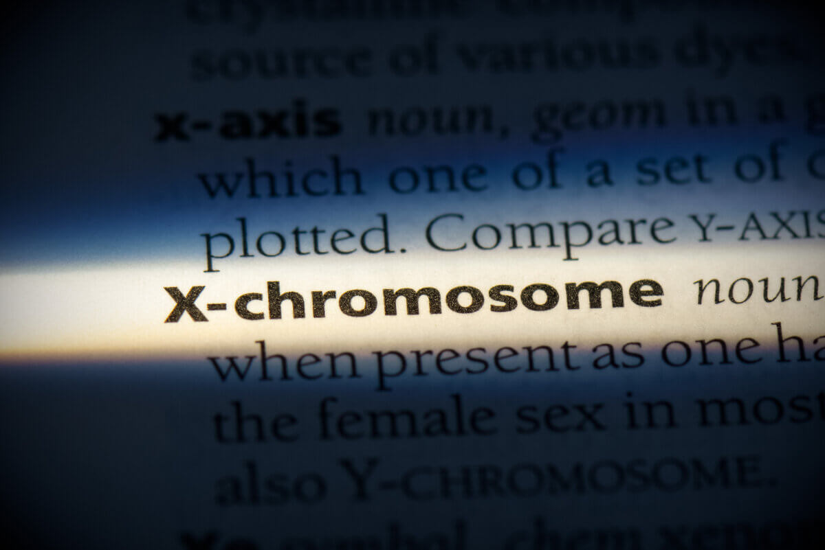 X chromosome definition