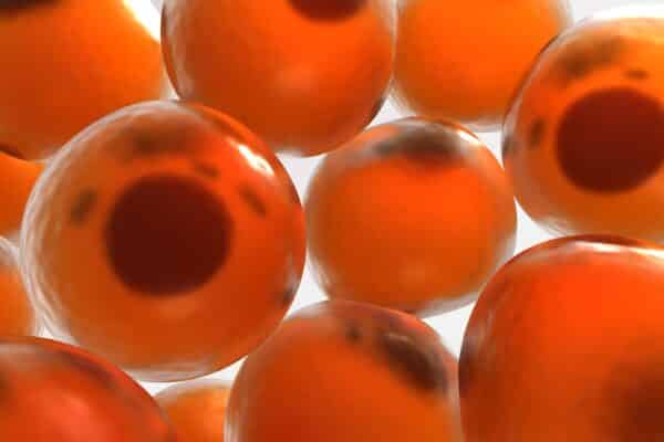 Adipocytes. 3d rendered close-up illustration of human fat cells