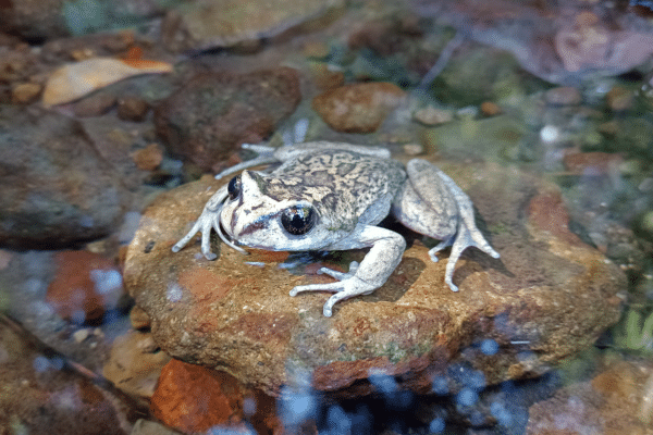 A female individual of Alsodes vittatus