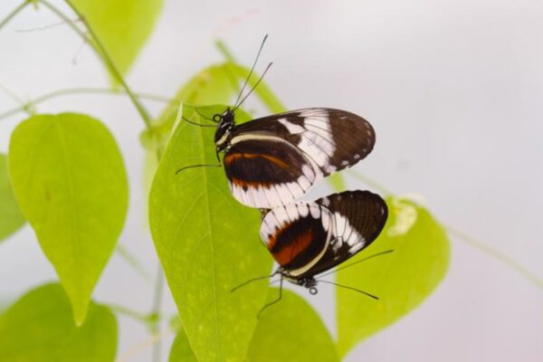 Heliconius cydno alithea butterflies