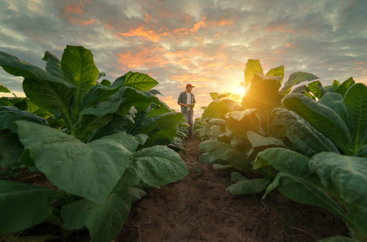 Tobacco crops growing