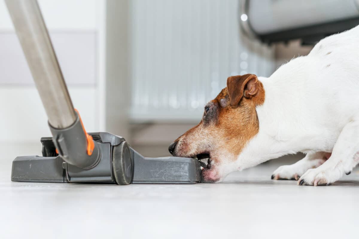 Dog biting a vacuum cleaner