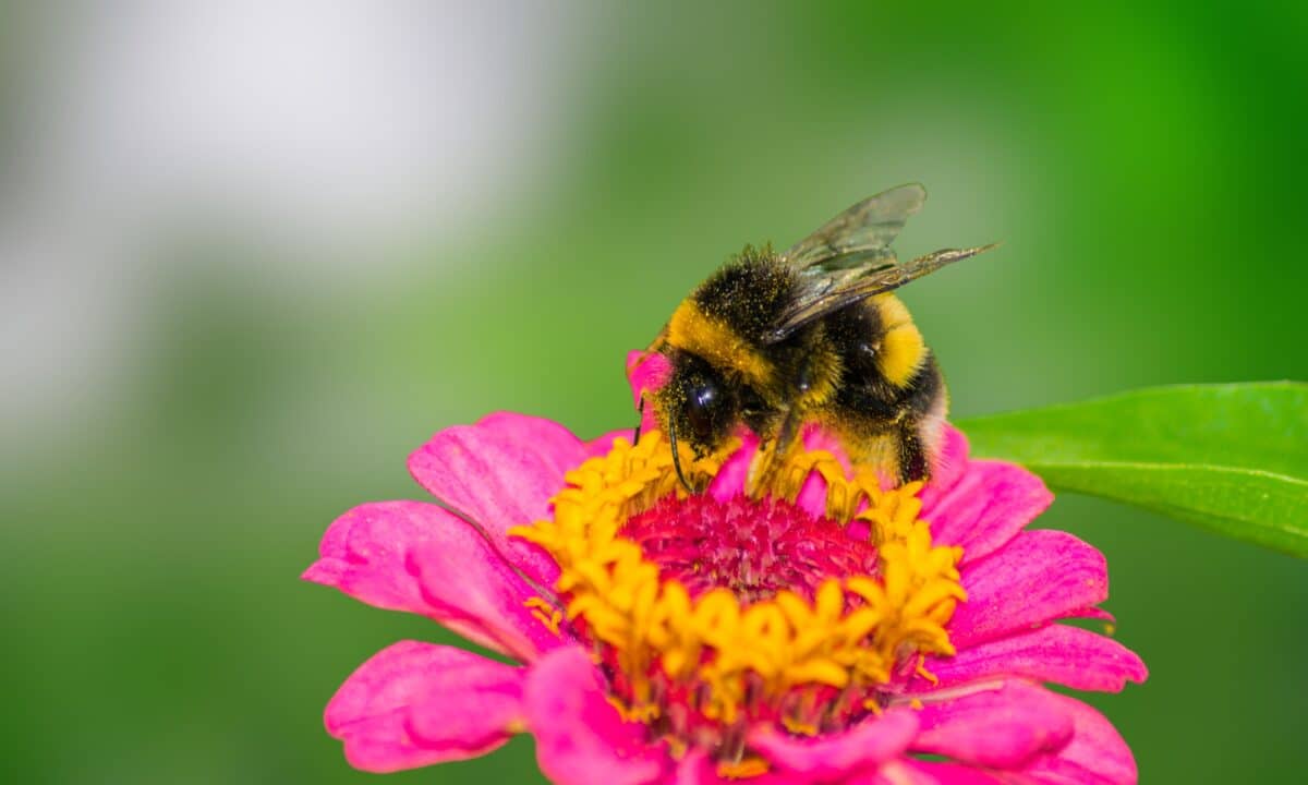 A bee landing on a flower