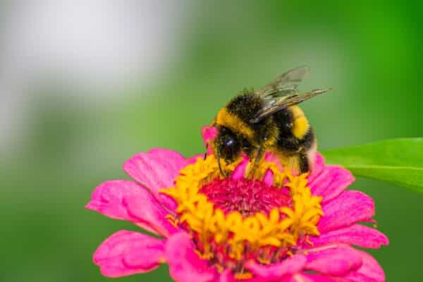 A bee landing on a flower