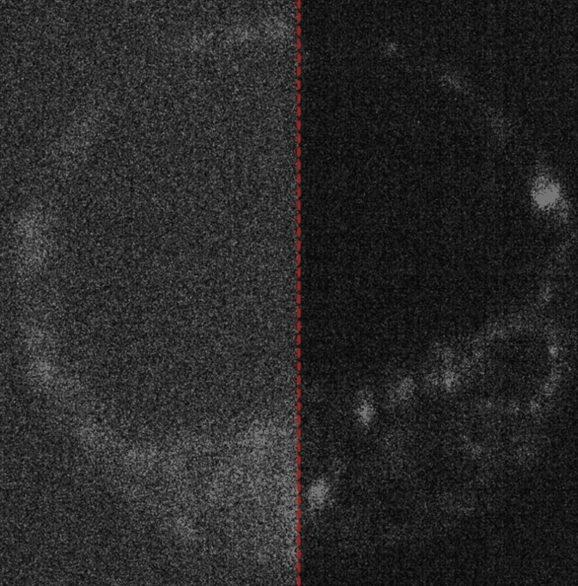 Image of a live mouse embryo with and without optimized capture