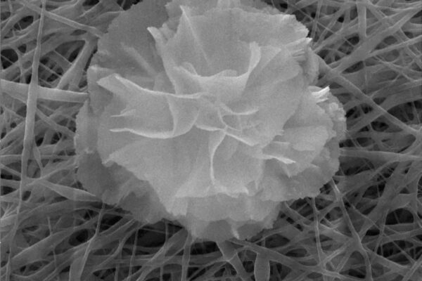 Nanoflowers for wound healing