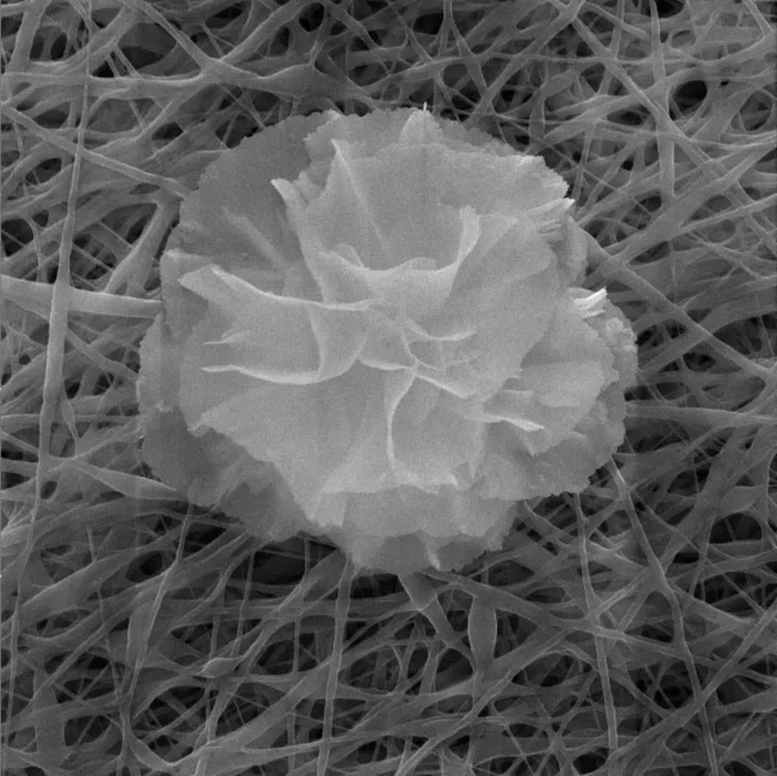Wound Healing Innovations with Nanoflowers
