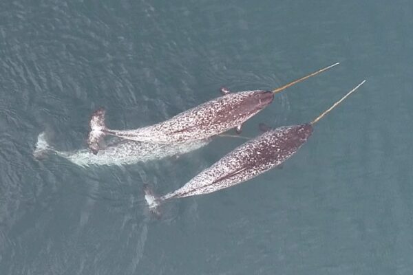 The Arctic's iconic narwhal, renowned for its long, spiral tusk, is one of nature's most fascinating creatures.