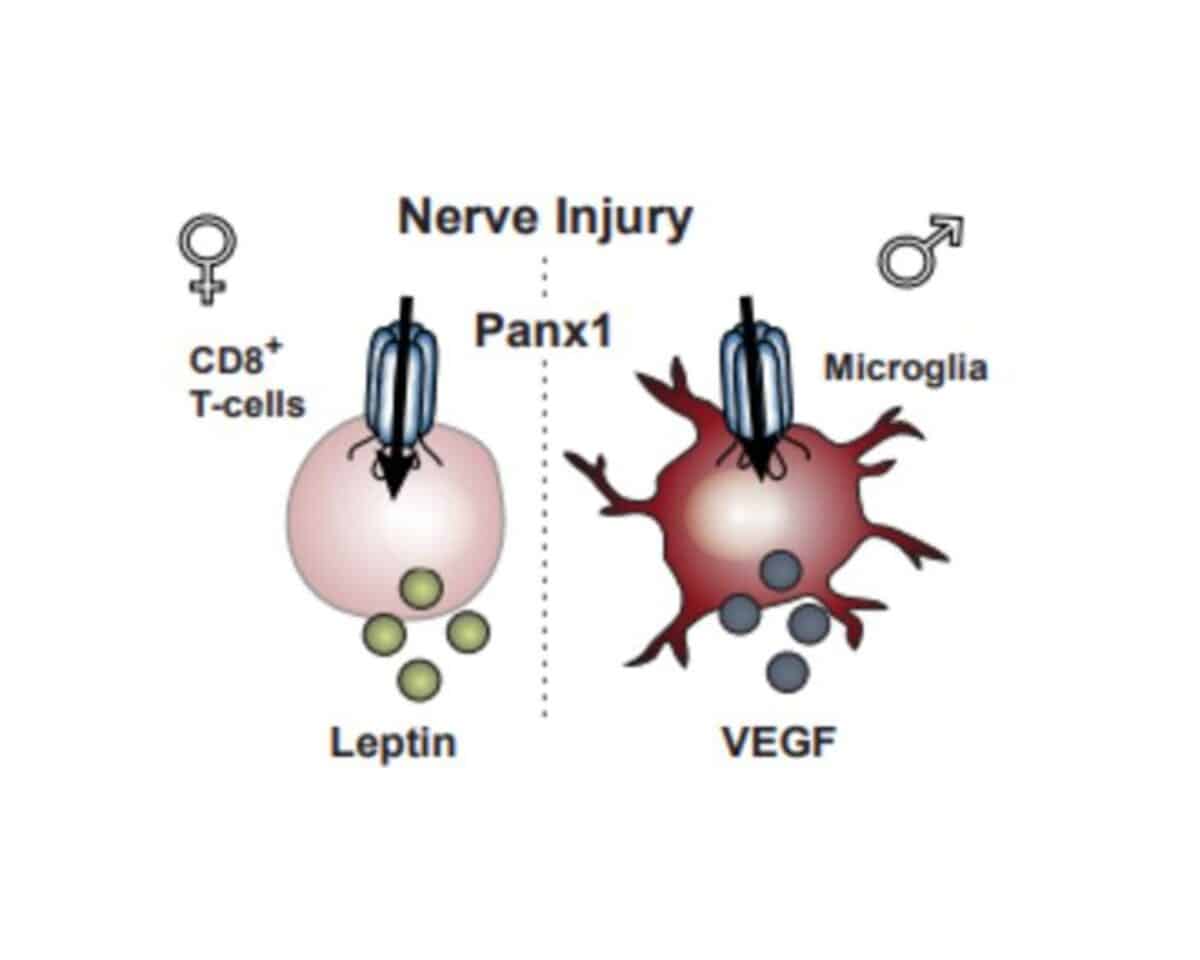 Nerve differences in sexes