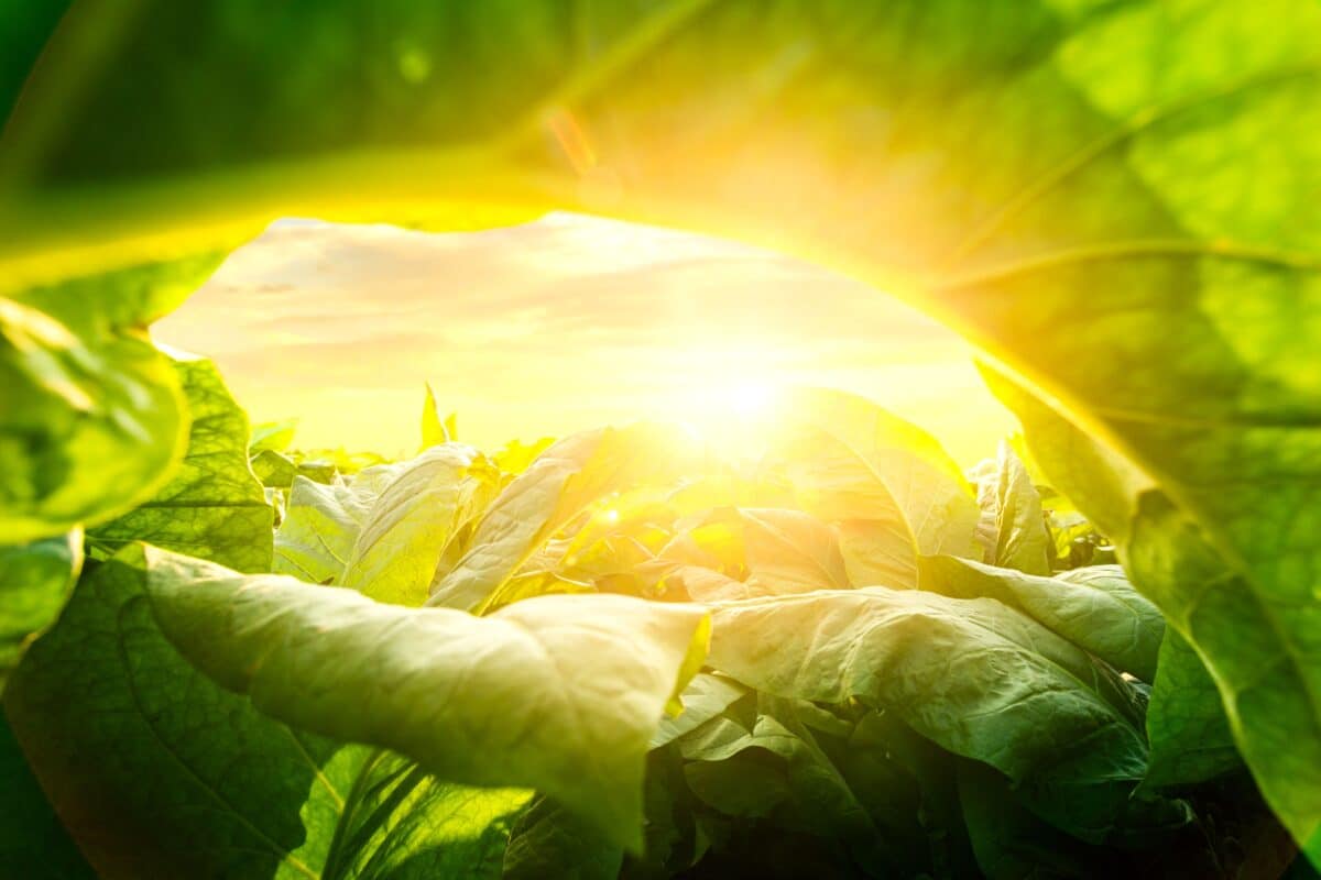 Tobacco leaf