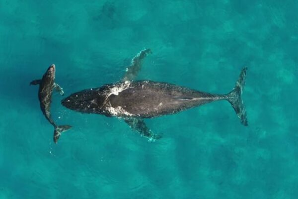 Whale mother and calf