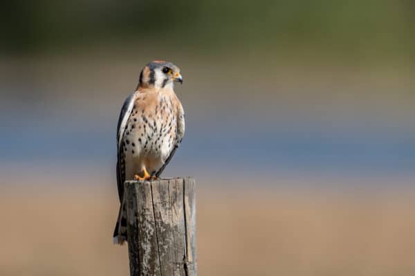 An American Kestrel photographed in Florida