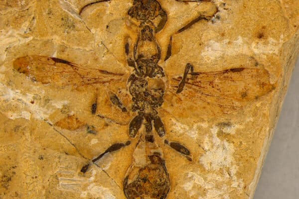 Vulcanidris cratensis