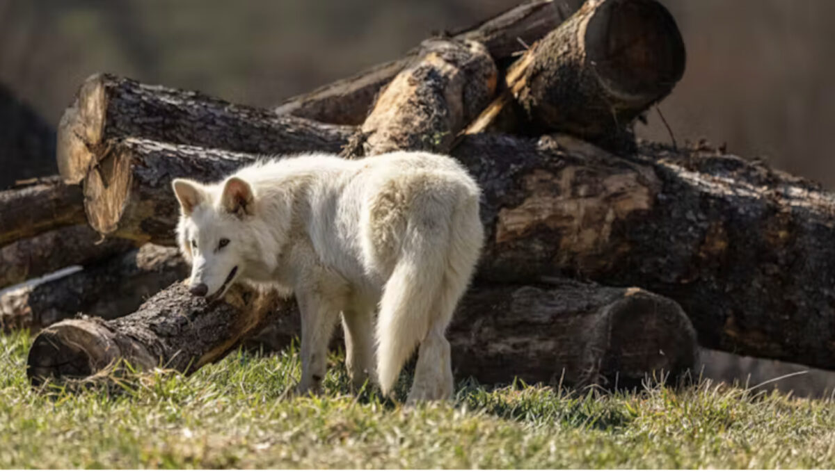 Dire wolf Colossal