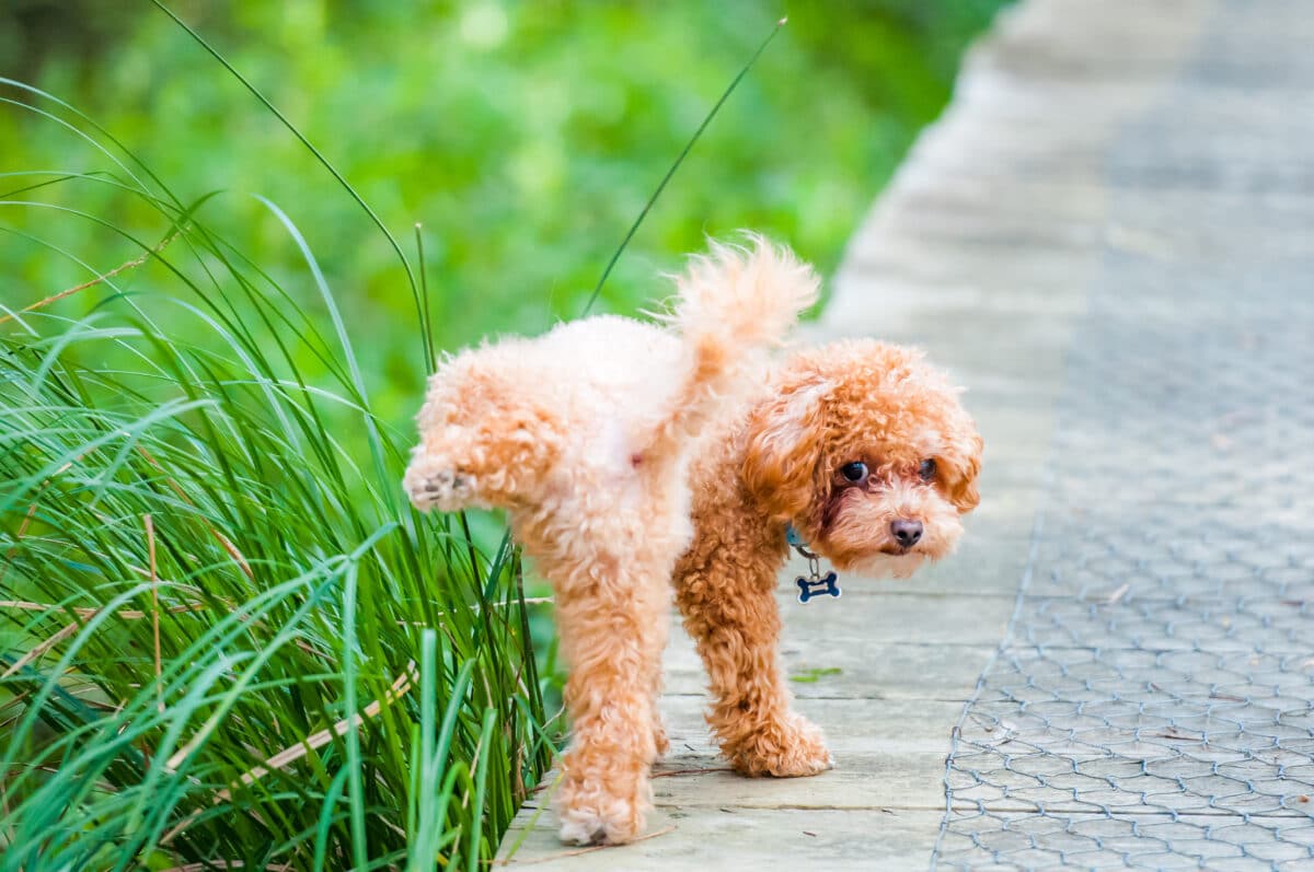 Dog peeing on grass