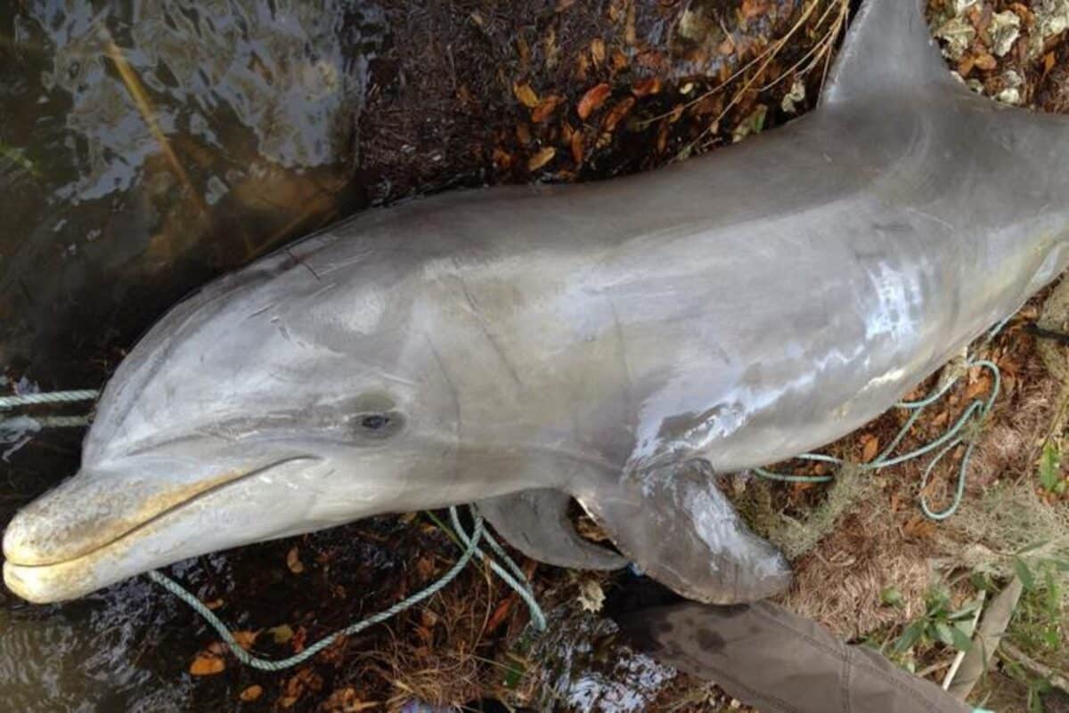 Deceased dolphin