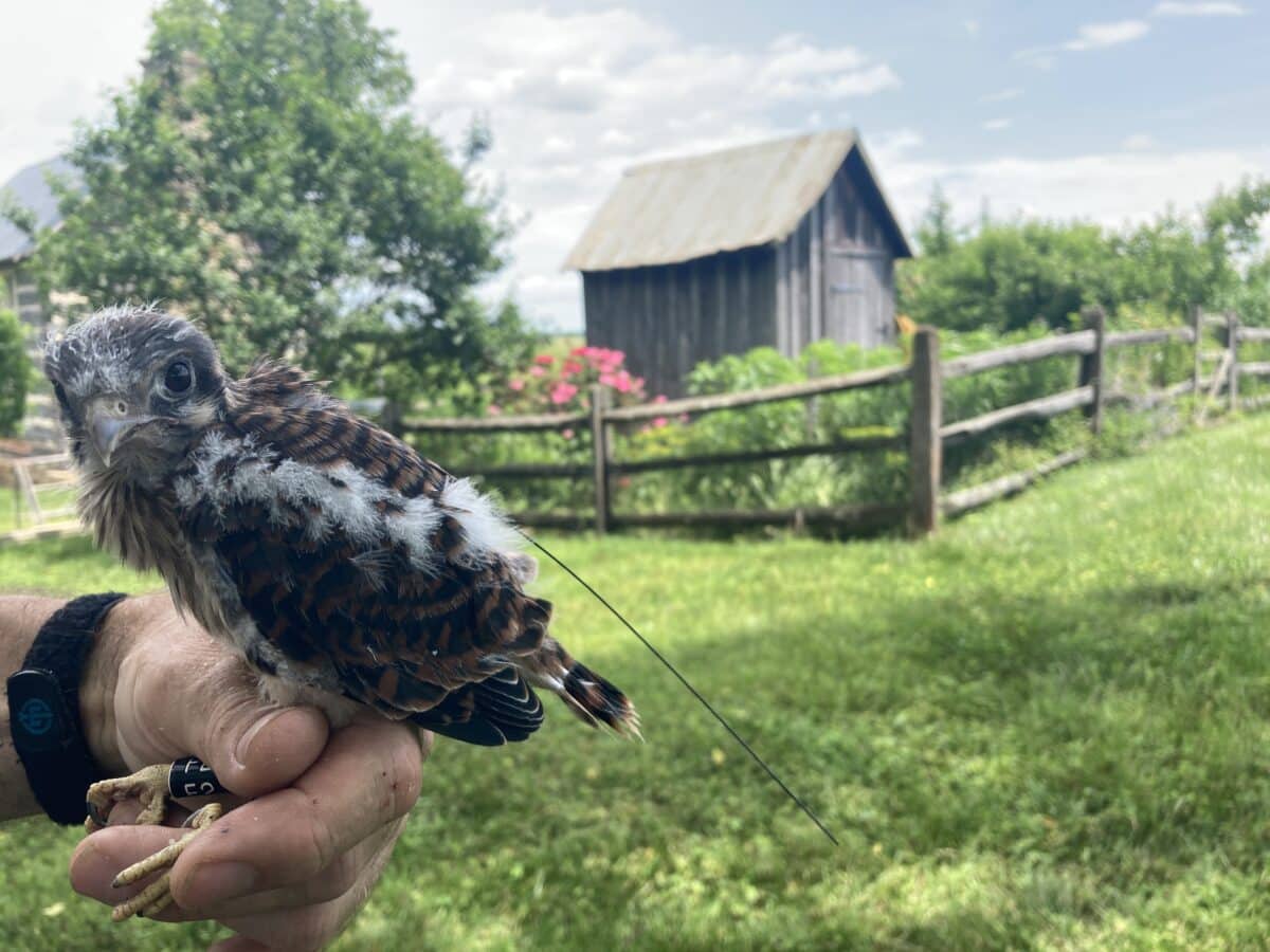 A female American Kestrel nestling with its recently attached VHF back-pack style transmitter in the Virginia Piedmont study area.