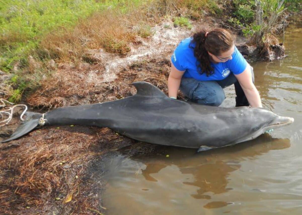 Dead dolphin