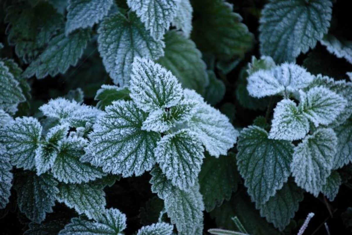 Frost-covered leaves