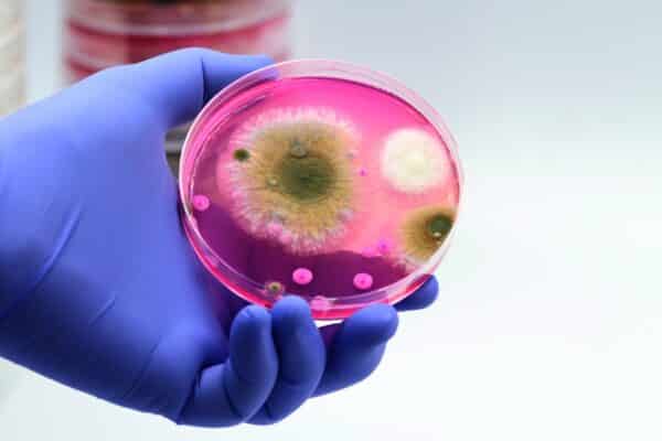 Fungus in a Petri dish