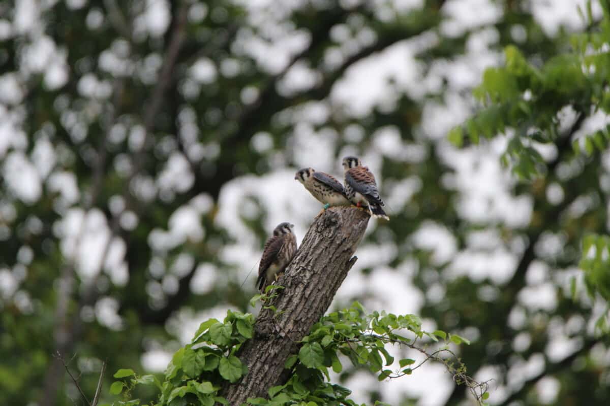 Three American Kestrel fledglings wearing VHF transmitters and alpha-numeric color bands at the Hawk Mountain site.