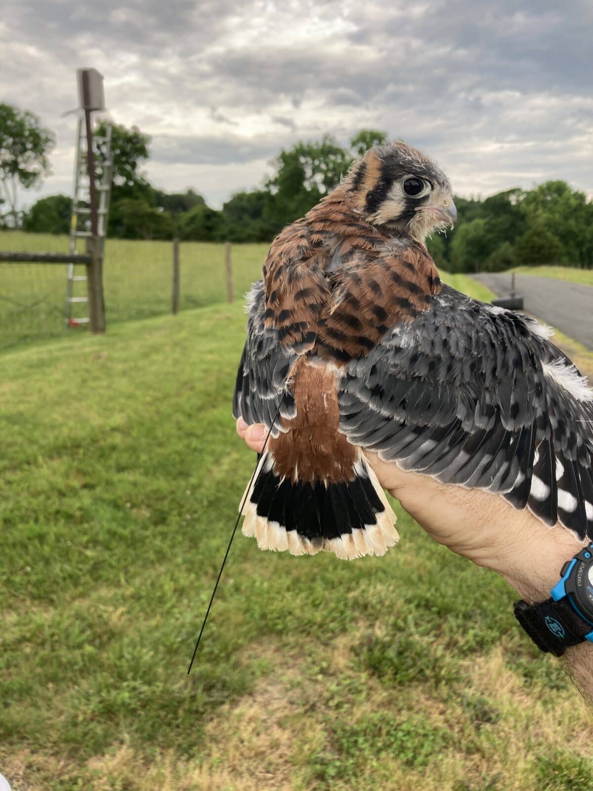 A male American Kestrel nestling with its recently attached VHF back-pack style transmitter n the Virginia Piedmont study area