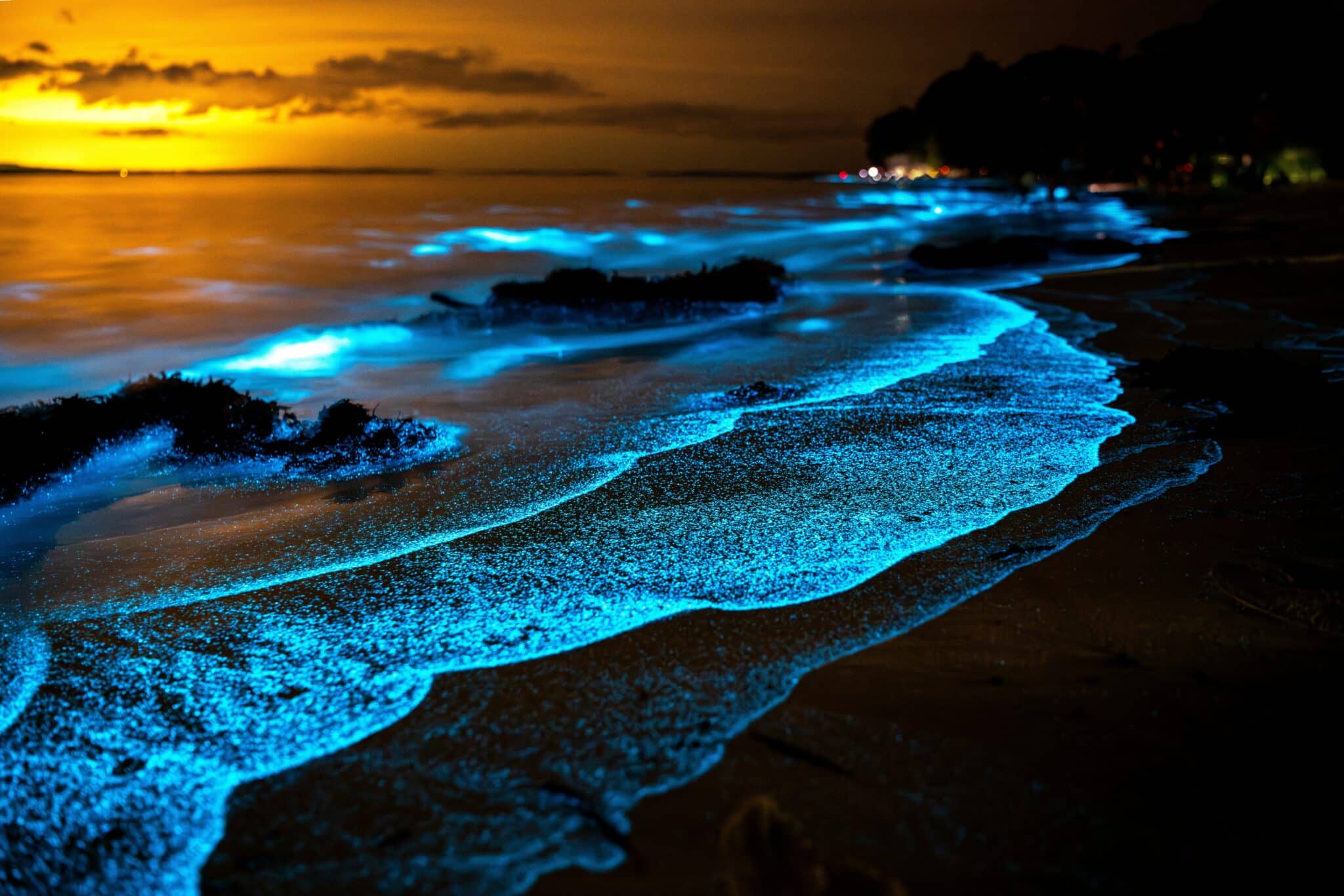 Bioluminescent shore