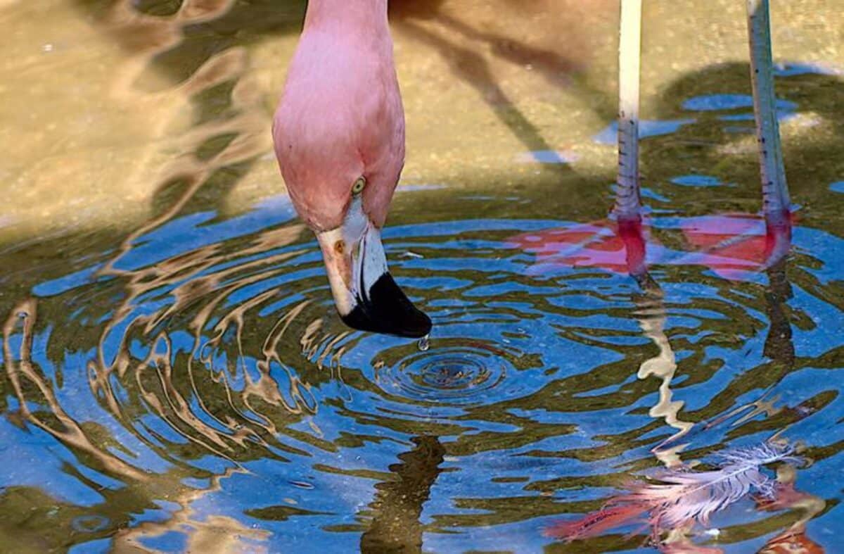 Chilean flamingos