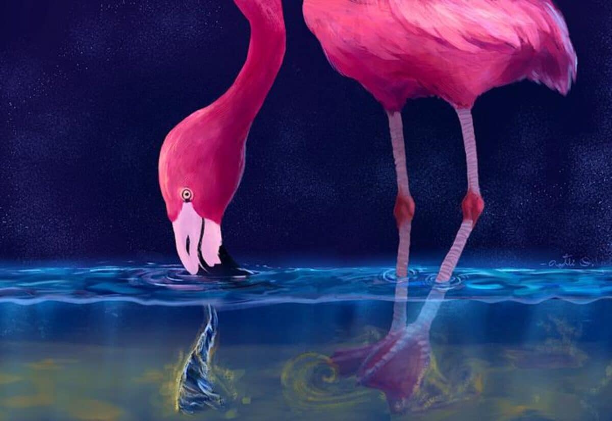 A flamingo hunting for prey