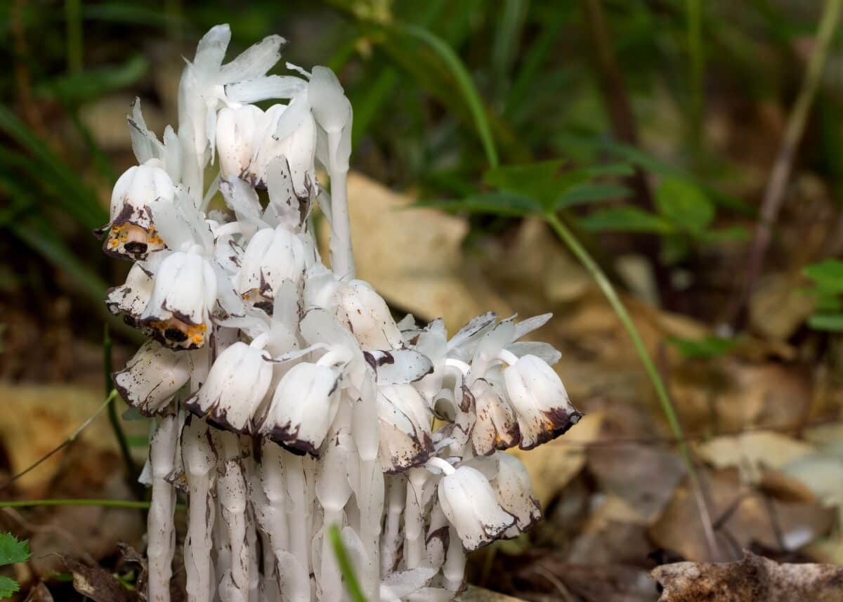 Ghost Pipe Plant