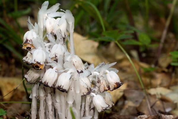 Close up of Indian "Ghost" Pipe Plant (Monotropa uniflora) white in color and growing in the Chippewa National Forest, northern Minnesota USA.