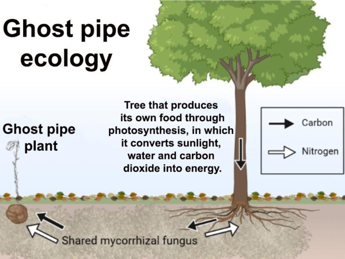 Ghost pipe is a parasite to mycorrhizal fungi in forest soils — meaning that it draws nutrients from those fungi, while those fungi in turn are connected to trees in the forest in a symbiotic relationship.