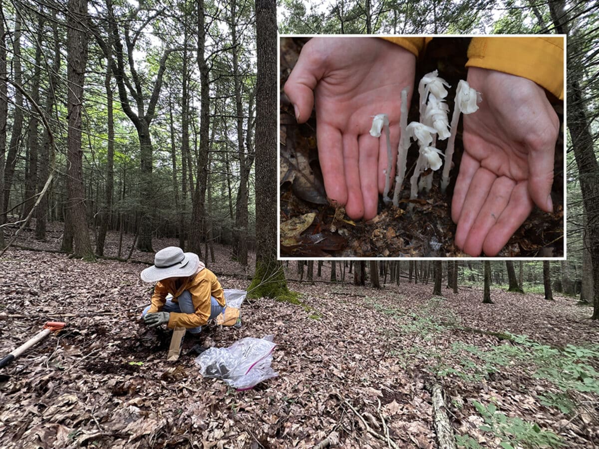 This study is the first to scientifically document use of ghost pipe in North America, along with the growing influence of social media and the internet on how and why people are turning to ghost pipe as a medicinal plant.