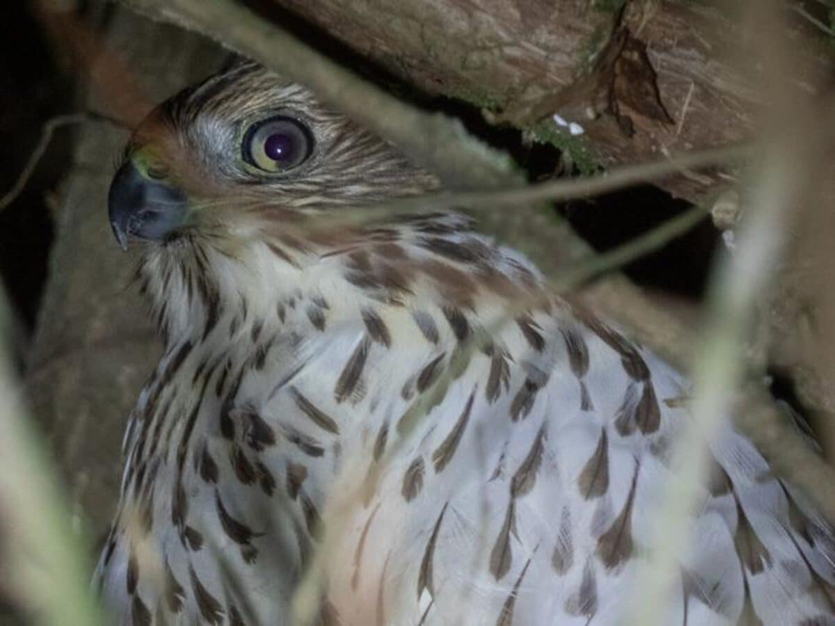 Young Cooper's hawk