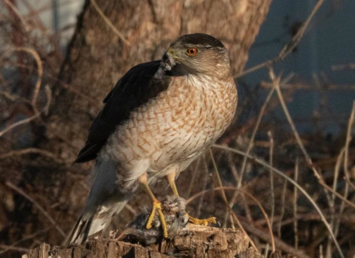 Cooper’s Hawk
