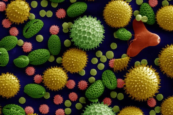 An electron microscope image, colorized, shows different structures of pollen grains, including sunflower, morning glory and primrose.