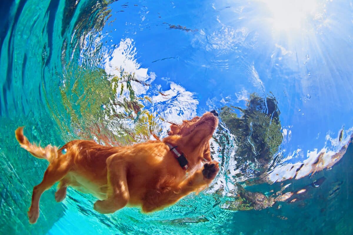Golden retriever swimming
