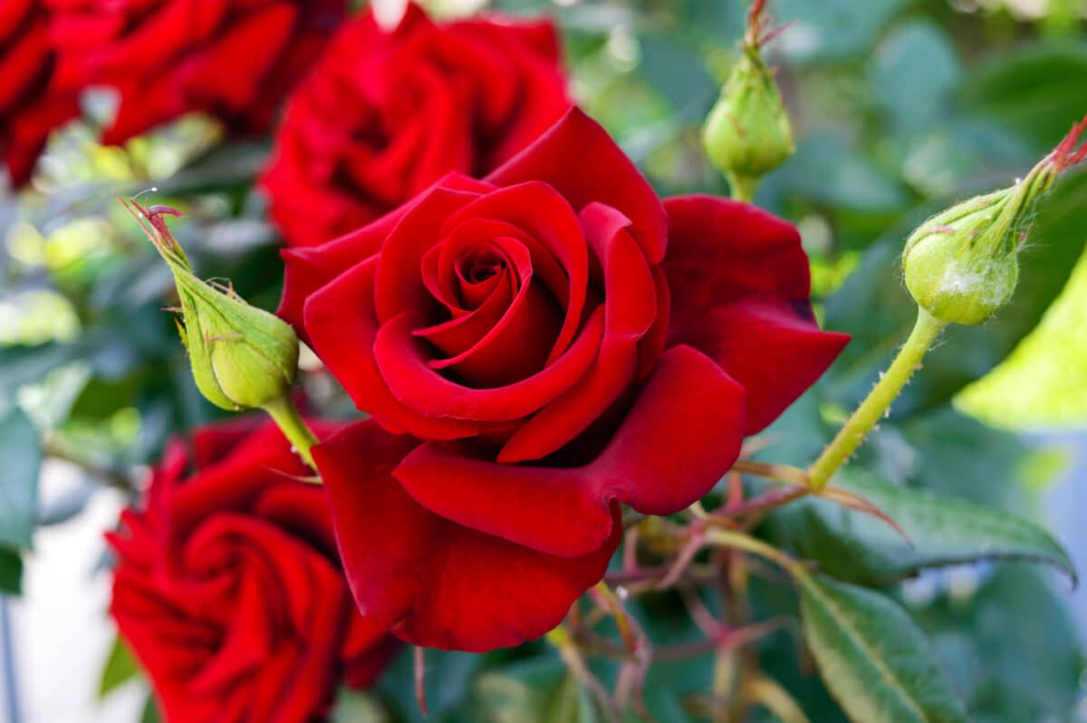 Rose bush