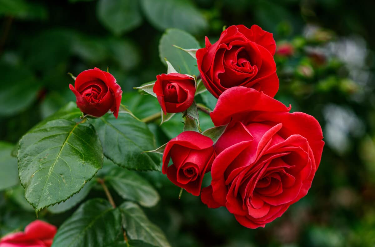 Red roses on a bush