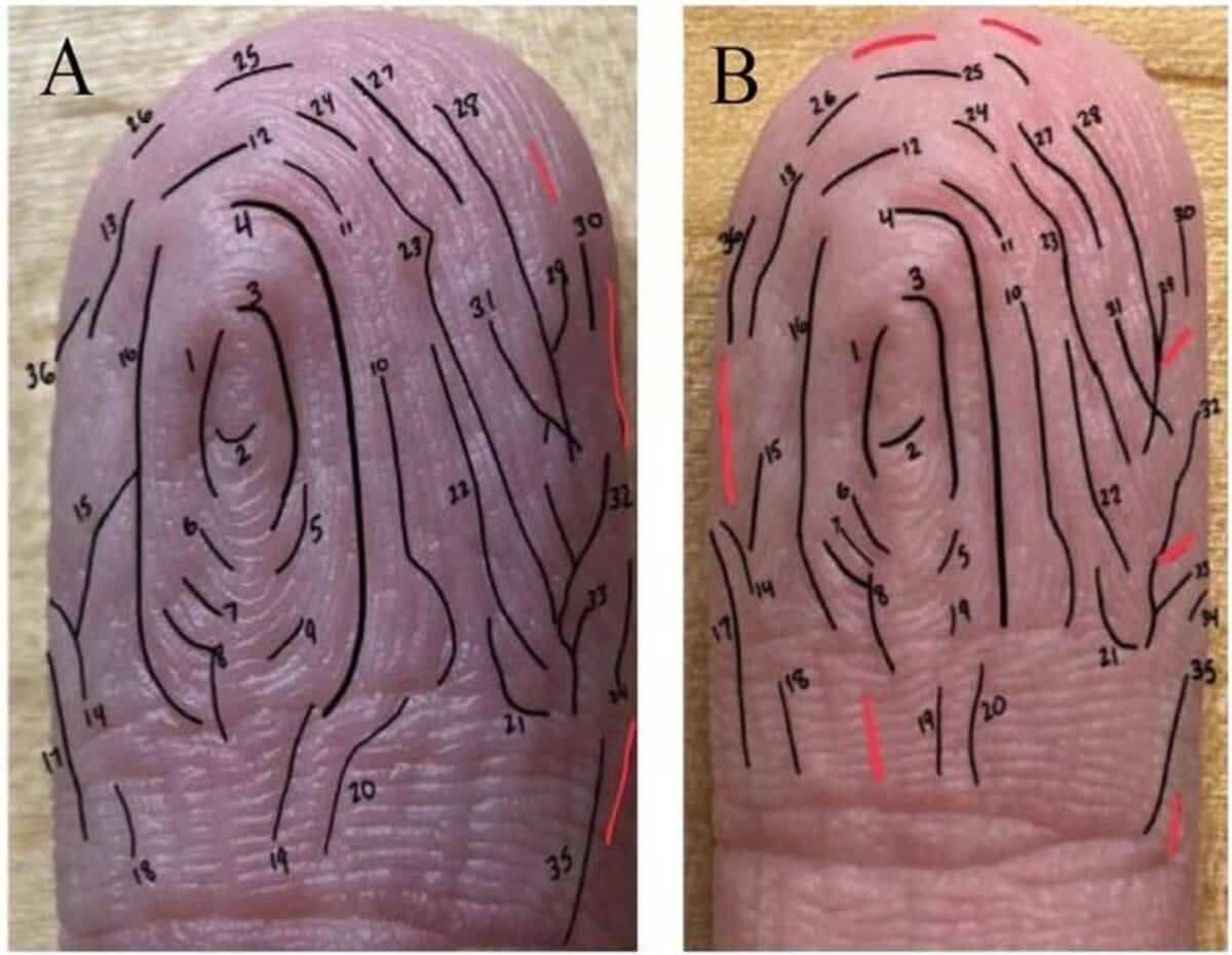 Finger wrinkle patterns