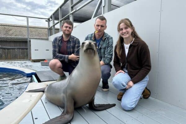 Ronan the sea lion and researchers