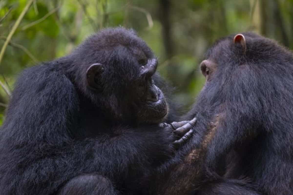 A chimp tending to another chimp’s wound