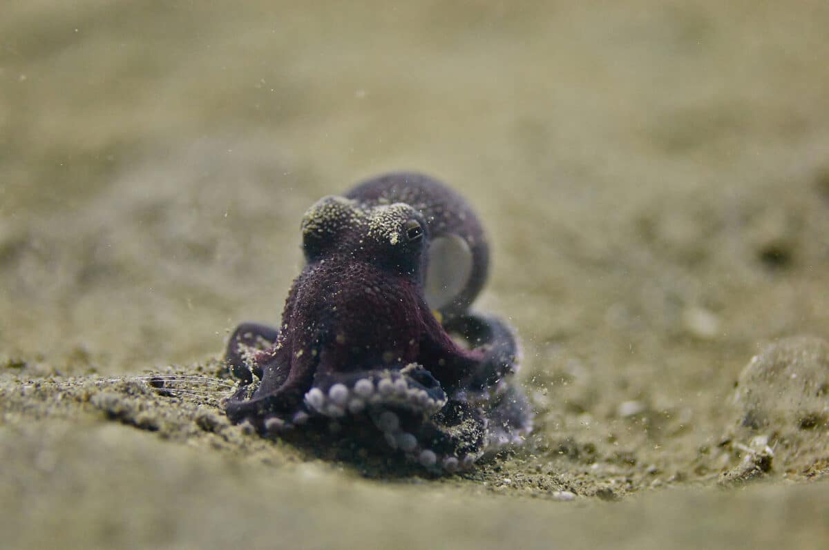 Pygmy octopus