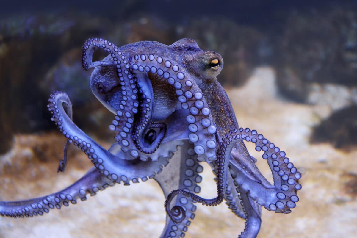 Octopus