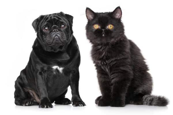 Pug and Persian cat