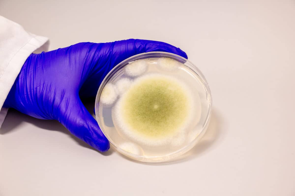 Aspergillus mold