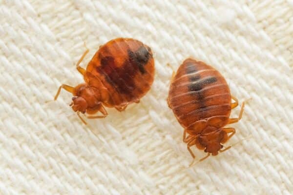 Bed bugs on cloth