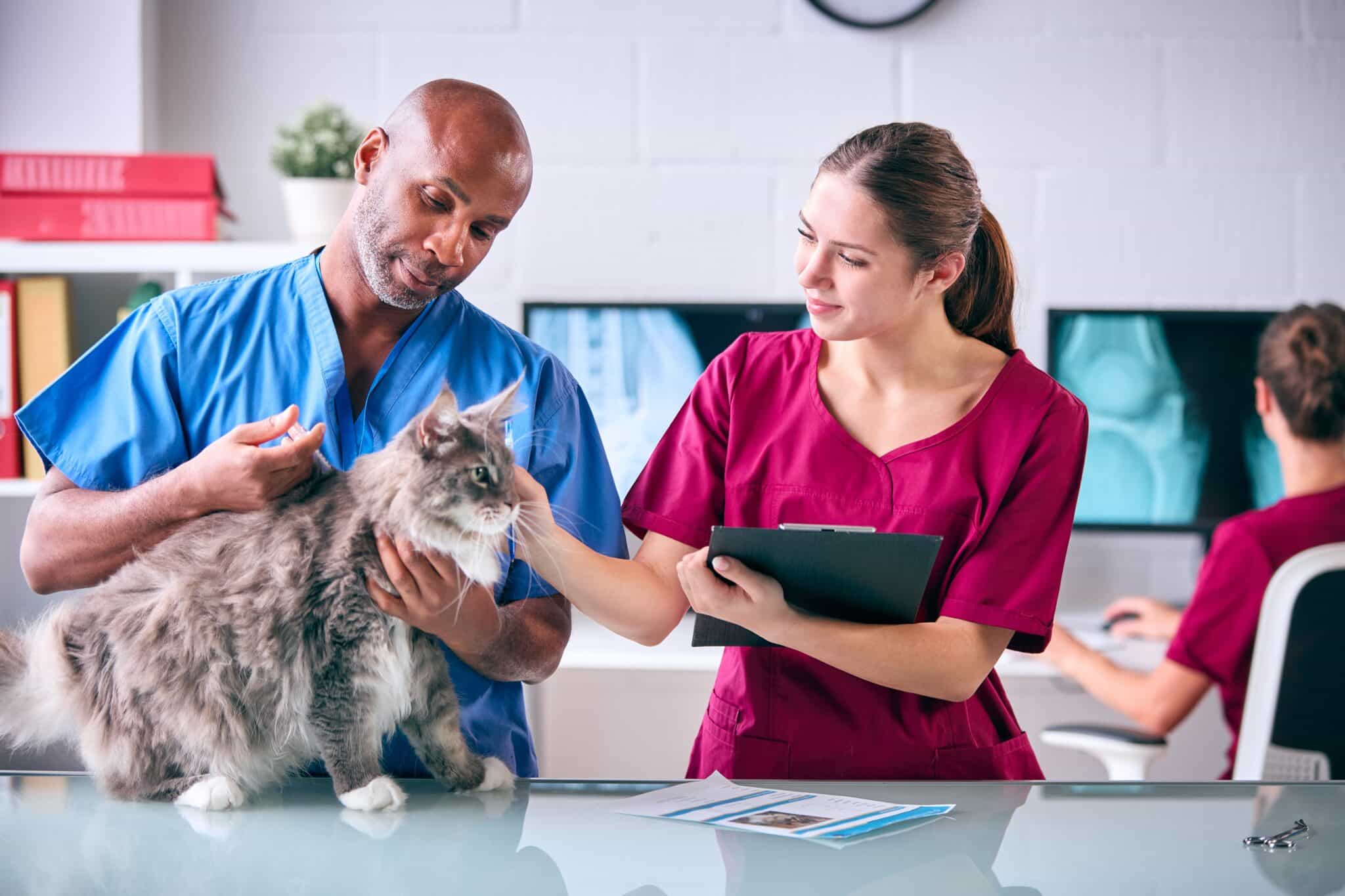 Male and female veterinarians examine a cat