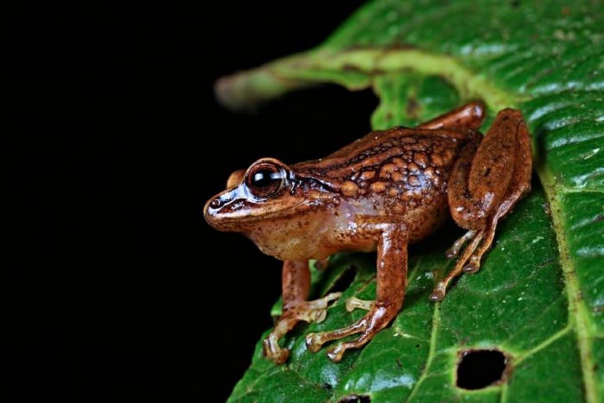 Pristimantis chinguelas